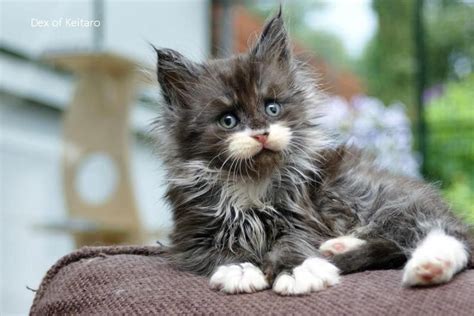 Maine coon kittens for sale craigslist virginia. Craigslist Kittens For Free Near Me