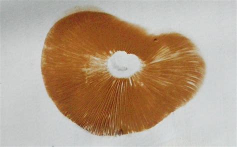How To Make A Mushroom Spore Print Step By Step Grocycle
