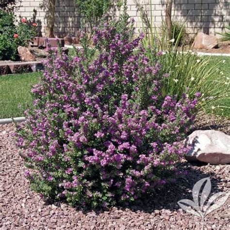 Plants grown in rich if you live in a northern zone and are frustrated with perennials that are behaving like annuals. Leucophyllum frutescens 'Compacta' Texas Sage 'Compacta ...