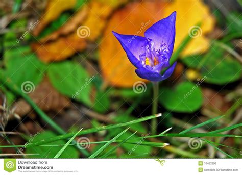 Blue Flower Stock Photo Image Of Flower Floral Blue 10463200