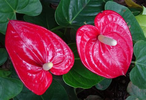 Free Images Petal Food Red Produce Botany Garden Anthurium