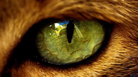 Feline Wild Eyes Beautiful Eyes Eye Photography