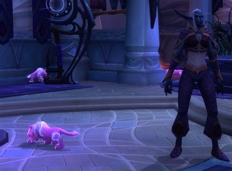 Crazy Cat Lady Secret In Court Of Stars Wowhead News