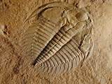 Oldest Known Fossils