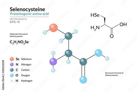 plakat selenocysteine sec c3h7no2se proteinogenic amino acid structural chemical formula and