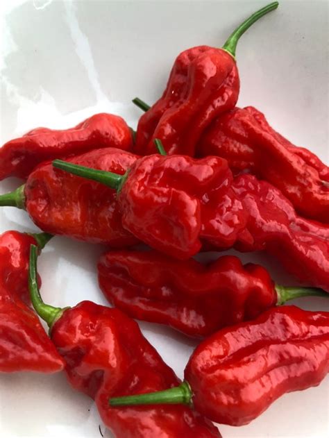 First Batch Of Ghost Peppers This Season Now To Make Some Fermented