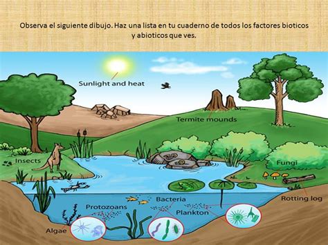 El Ecosistema Factores Bioticos Y Abioticos El Ecosistema Factores