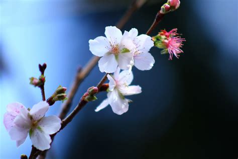 Winter Cherry Blossoms01 Yukkiee Flickr