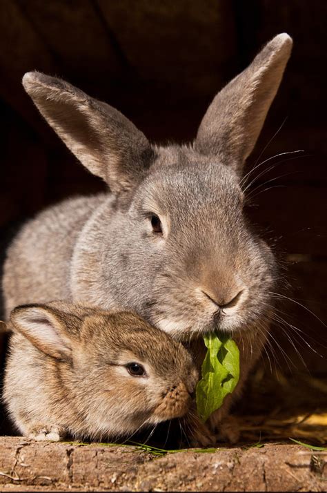 How Long Do Rabbits Live A Guide To Pet Rabbit Life Expectancy