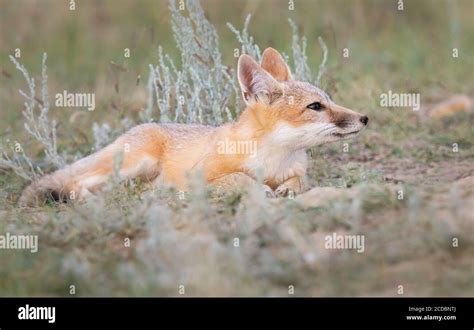 Swift Fox Kits In The Canadian Wilderness Stock Photo Alamy