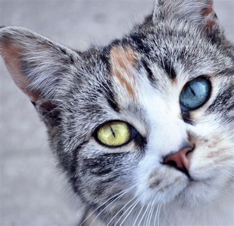 The Most Beautiful Cats With Heterochromia In The World Cats