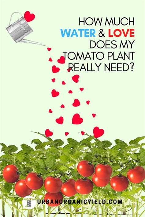 To care for your landscape plants. How Much Water Does My Tomato Plants Need? in 2020 ...