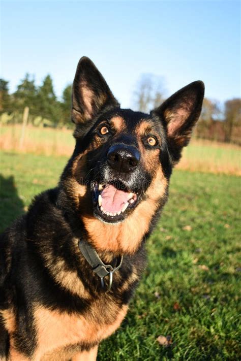 10 Amazing Ways Your German Shepherd Will Change Your Life Extremely