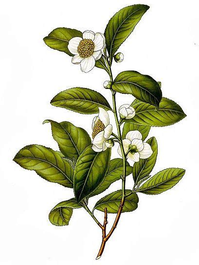 Camellia Sinensis Tea Plant Botanical Print From Köhlers Medizinal