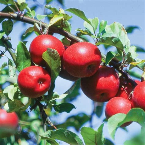 Let's think beyond a pie! Starkspur® Red Rome Beauty Apple from Stark Bro's | Apple ...