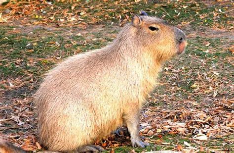 Capybara Description Habitat Image Diet And Interesting Facts