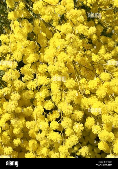 Mimosa Yellow Hi Res Stock Photography And Images Alamy