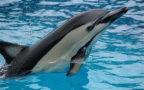 Short Beaked Common Dolphin Delphinus Delphis Dolphin Facts And