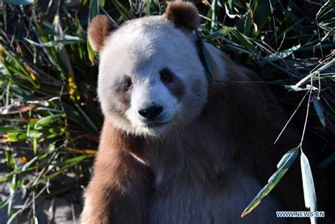 Rare Brown And White Giant Panda Qizai Seen At Qinling Research Base In