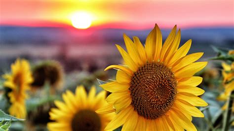 Closeup Photo Of Sunflower With Shallow Focus Red And Yellow Sky During Sunset 4k Hd Flowers