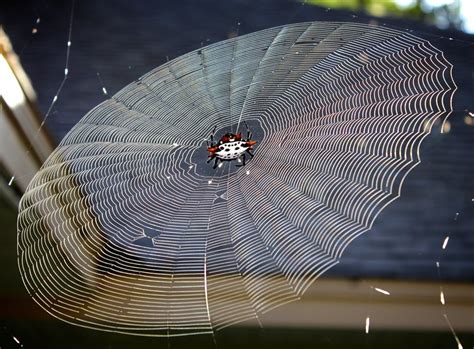 Orb Weaver Spider In Its Web By Skykink