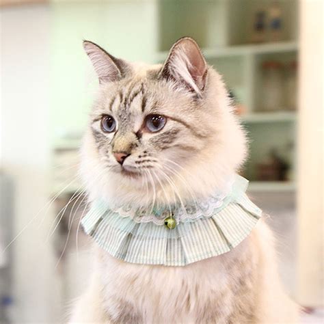 Lauren Cat Collar Scarf By Catspia Blueish Green Baxterboo