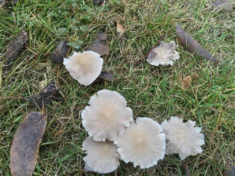 Please Help Identify Wild Texas Backyard Mushrooms Mushroom