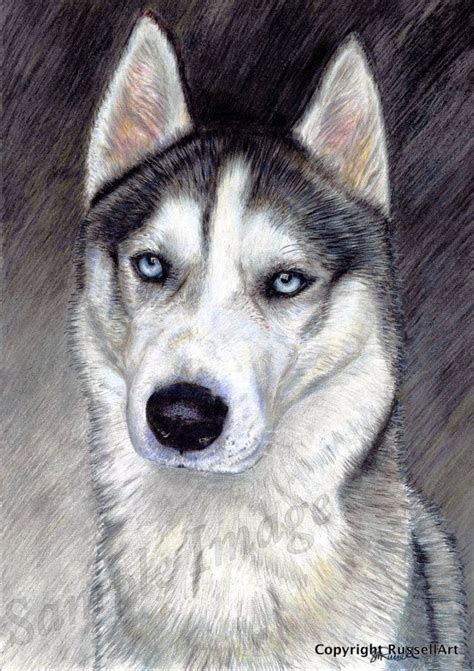 Siberian Husky Portrait Dog A4 A3 Or A2 Size Limited Edition Art