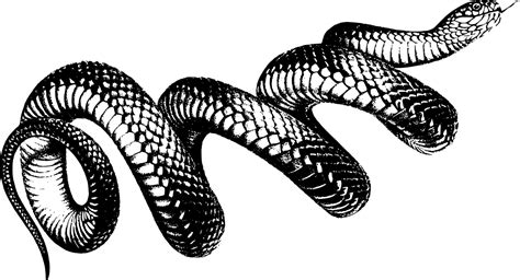 Snake Art Png Clip Art Library