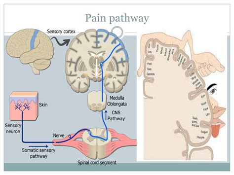 Ppt Pain Management Powerpoint Presentation Free Download Id394591