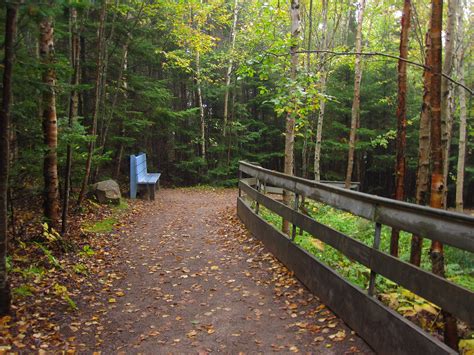 A Blue Bench Sitting On Top Of A Wooden Bridge In The Middle Of A Forest