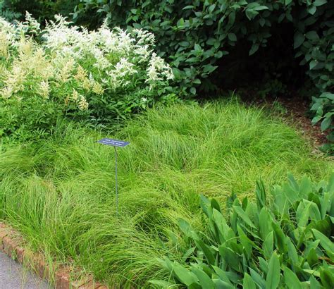 Ornamental Grasses For Shady Sites Umn Extension