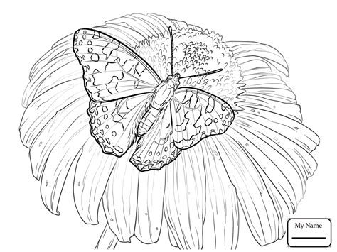 Free download 35 best quality blue morpho butterfly coloring page at getdrawings. Blue Morpho Butterfly Drawing at GetDrawings | Free download