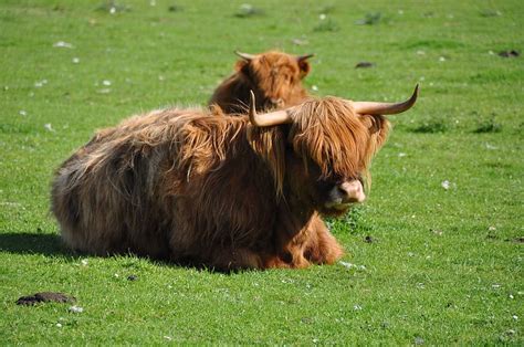 Hd Wallpaper Highland Cattle Beef Highland Beef Scotland Horns