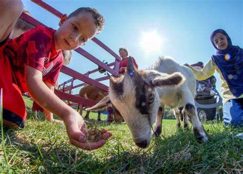 Hire Chamberlin Pony Rides And Mobile Petting Zoo Pony Party In Detroit