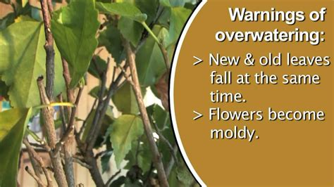 The tips of the leaves turn brown. Signs of Over Watering Plants - YouTube