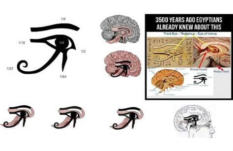 Uncovered The Eye Of Horus Vs The Eye Of Ra The Conscious Vibe