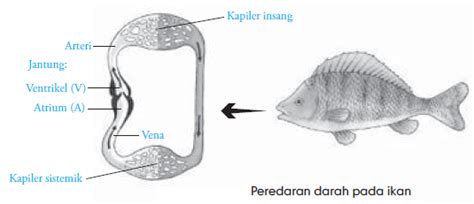 Pada vertebrata, sistem peredaran darah yang terjadi adalah sistem peredaran darah tertutup. Sistem Peredaran Darah Hewan Vertebrata & Invertebrata ...