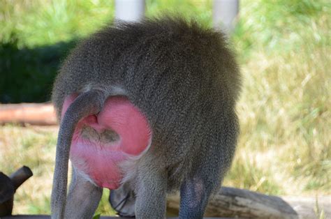 Baboon With A Heart Shaped Butt Flickr Photo Sharing