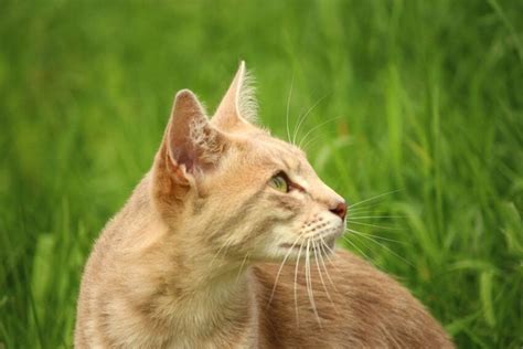 Free Picture Fur Grass Kitten Mammal Pet Domestic Cat
