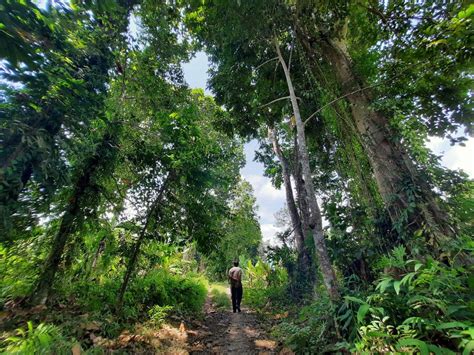 Memantau Tutupan Hutan Bali Mencegah Bencana Terulang Lagi Mongabay Co Id Mongabay Co Id