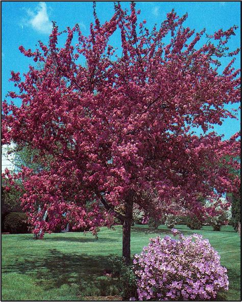 Royalty Crabapple 6m High And Wide Dense Mound Like Crown Deep Purple