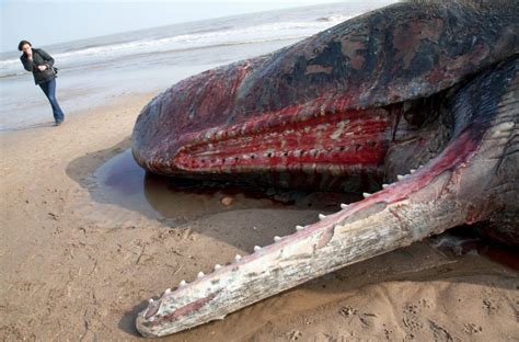 35 Ft Sperm Whale Washes Ashore At Skegness Beach England Update 3