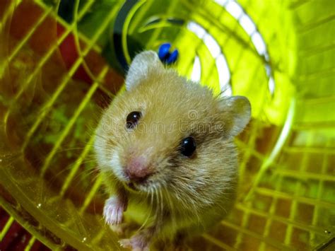Hamster Home In Keeping In Captivity Hamster Running Wheel Stock Image