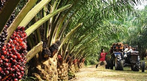 Other uses include cancer and high blood pressure, but there is no good scientific. Oil palm growers commend Buhari, CBN for empowering small ...