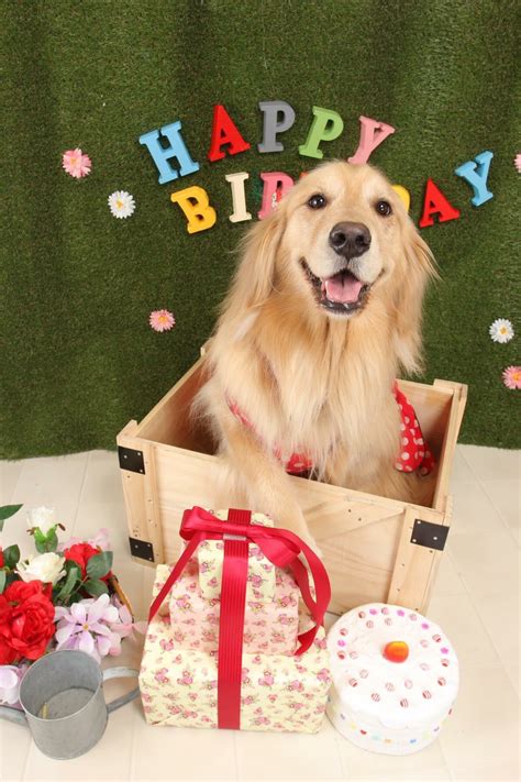 Golden Retriever Happy Birthday Dog Birthday Wishes Happy Birthday