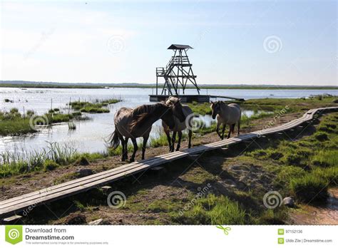 Wild Horses Graze And Eat Grass In The Meadow On Lake Latvia Stock