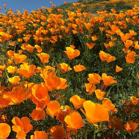 Orange Aesthetic Spring Aesthetic Nature Witch California Poppy