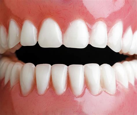 Model Of Human Teeth By Science Photo Library
