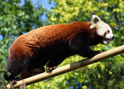 Red Panda Side View Stock Photos Pictures And Royalty Free Images Istock